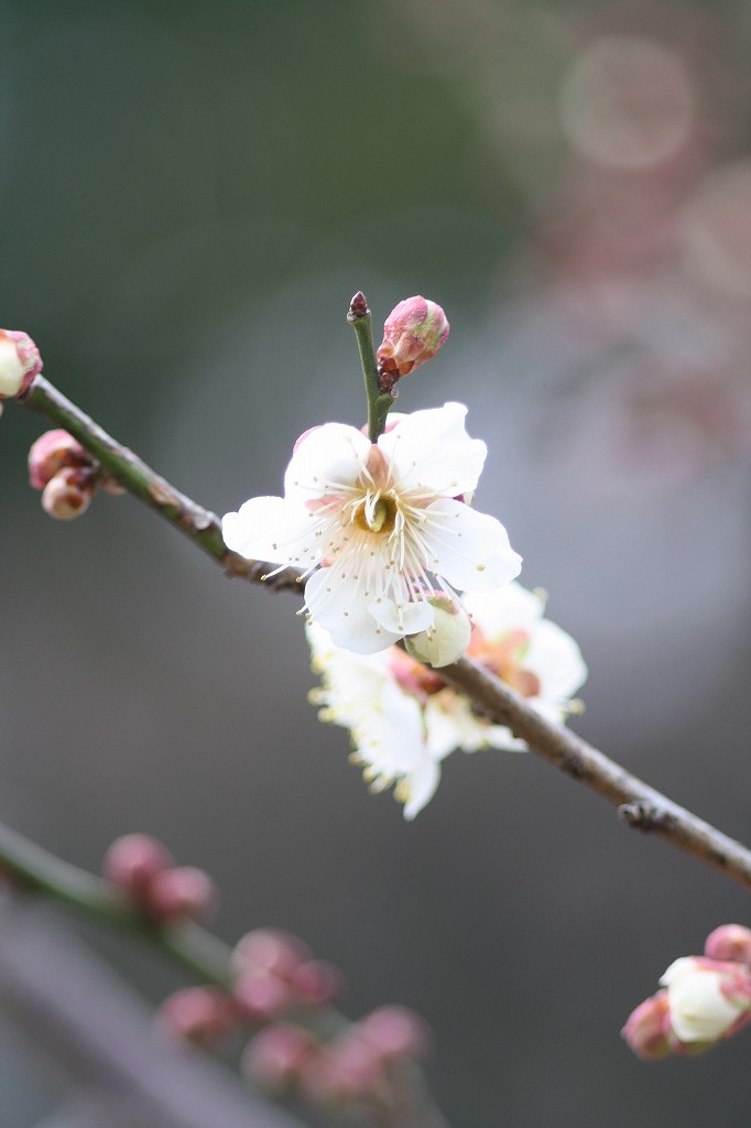 高砂市曽根天満宮の花たち　