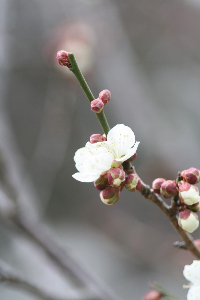 高砂市曽根天満宮の花たち　