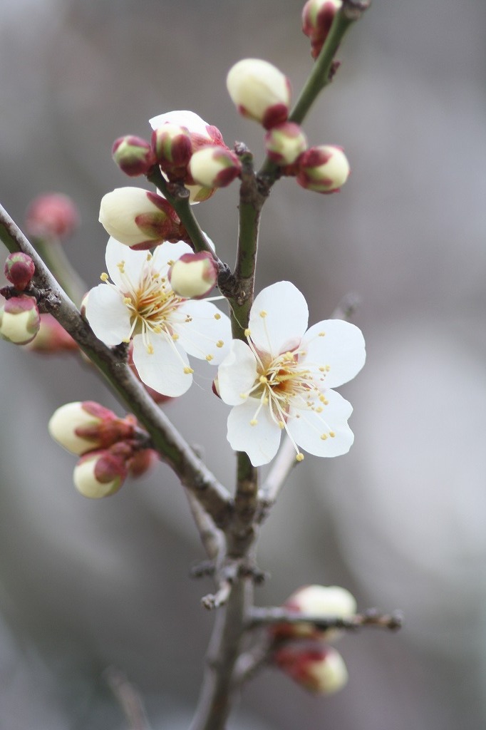 高砂市曽根天満宮の花たち　