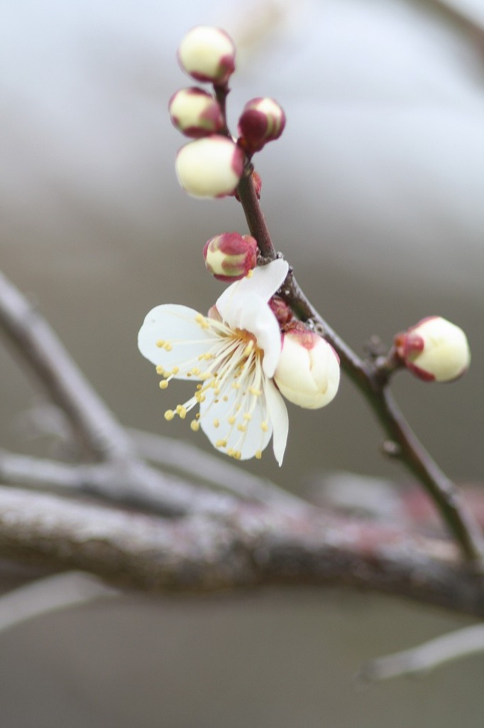 高砂市曽根天満宮の花たち　