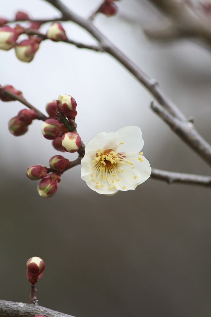 高砂市曽根天満宮の花たち　