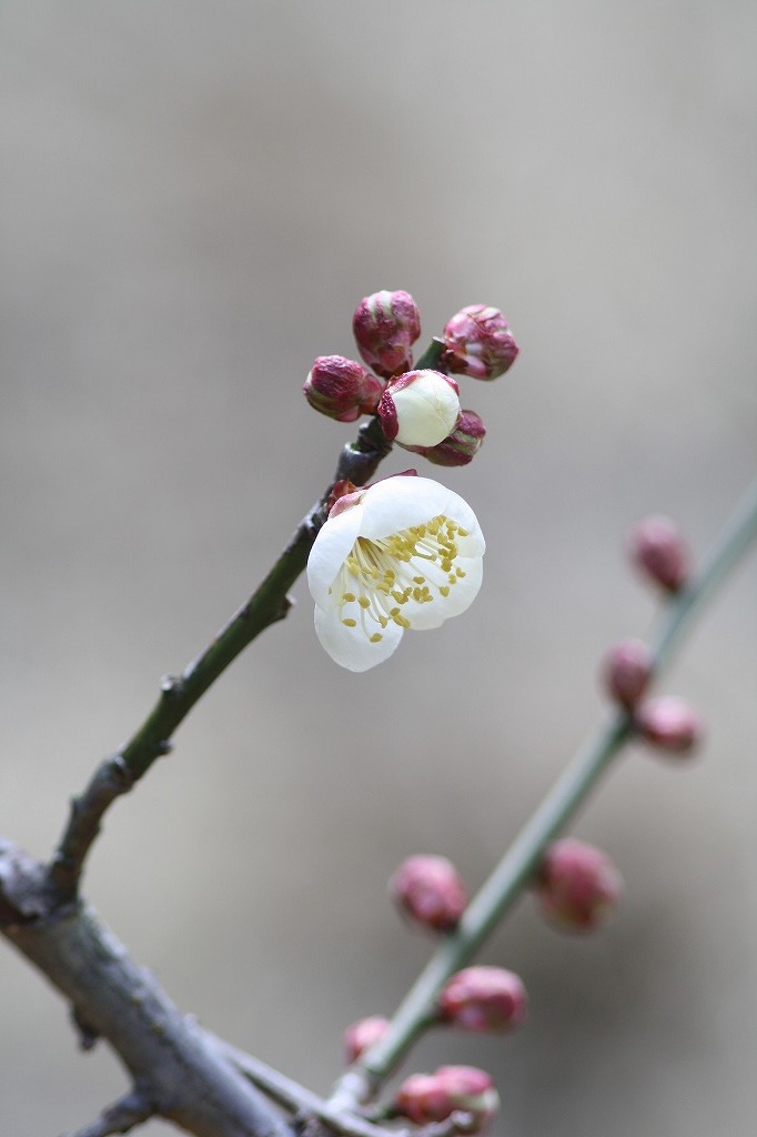 高砂市曽根天満宮の花たち　