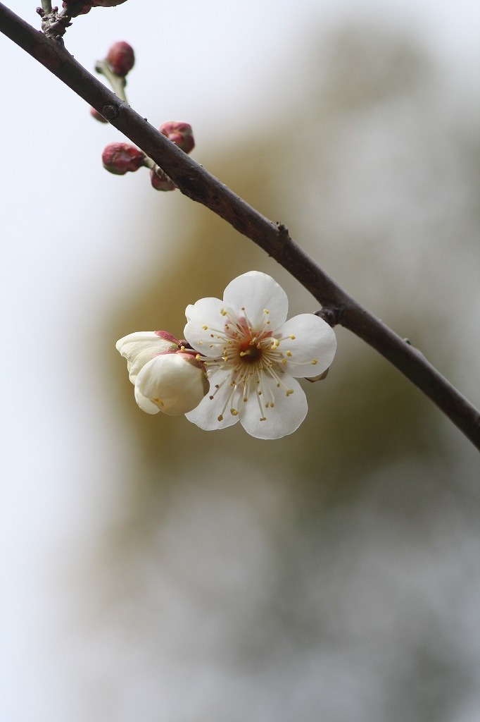高砂市曽根天満宮の花たち　