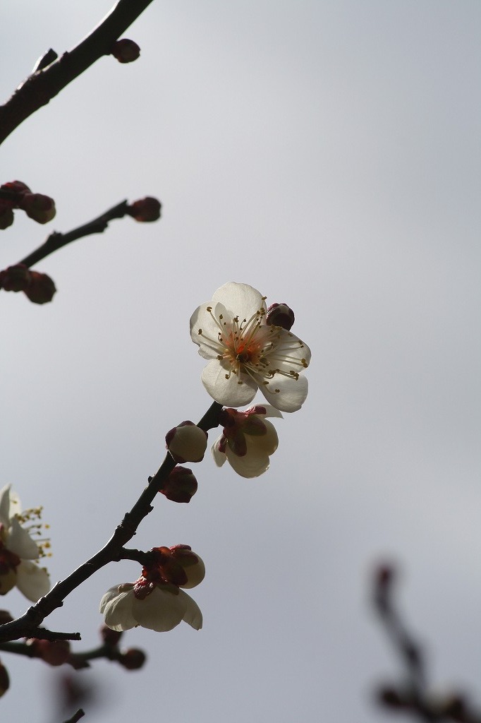 高砂市曽根天満宮の花たち　