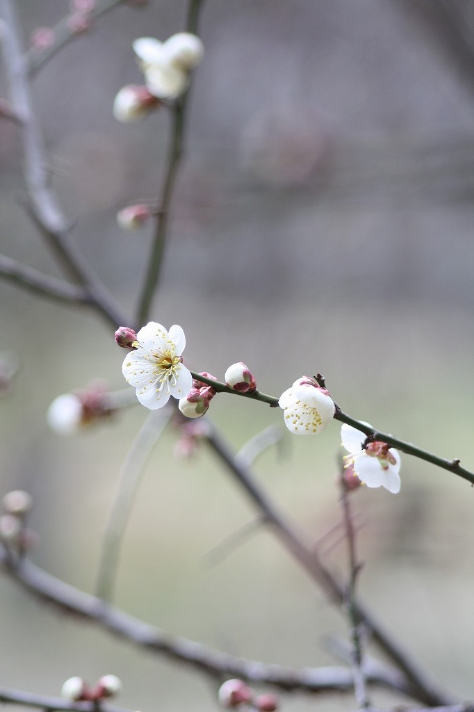 高砂市曽根天満宮の花たち　