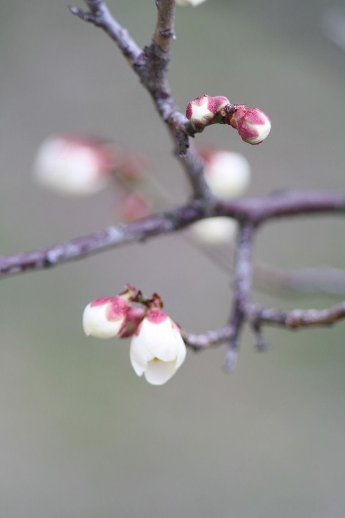 高砂市曽根天満宮の花たち　