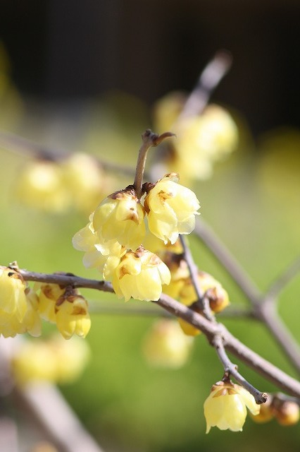 市ノ池公園の花たち　