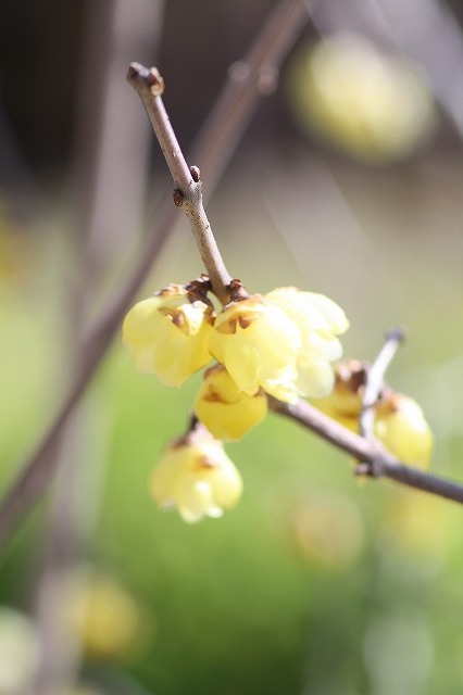 市ノ池公園の花たち　