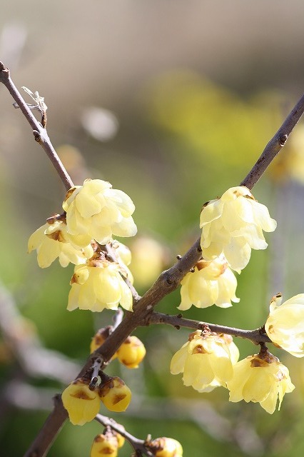 市ノ池公園の花たち　