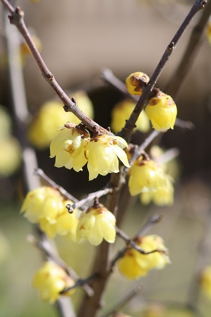 市ノ池公園の花たち　