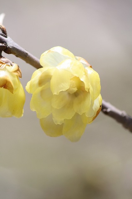 市ノ池公園の花たち　