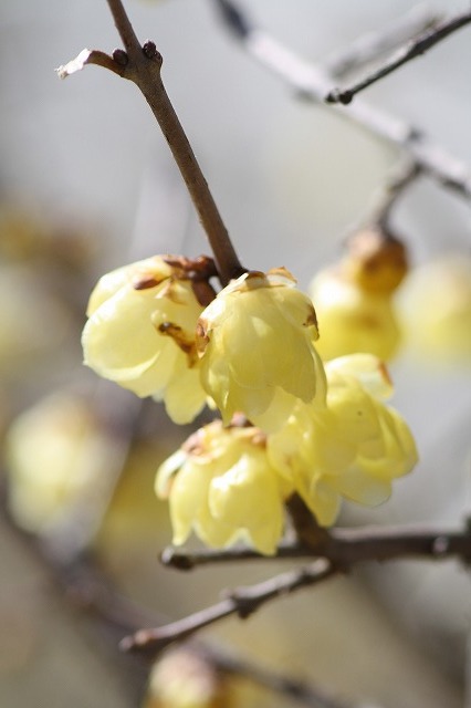 市ノ池公園の花たち　