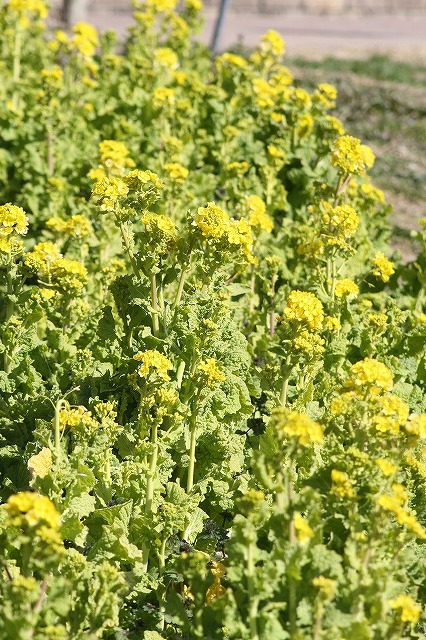 市ノ池公園の花たち　