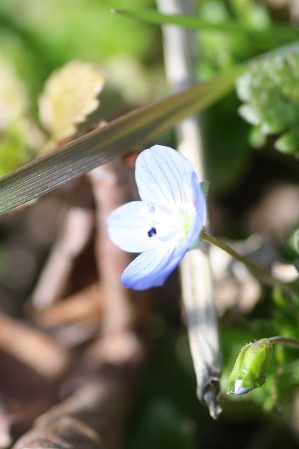 市ノ池公園の花たち　