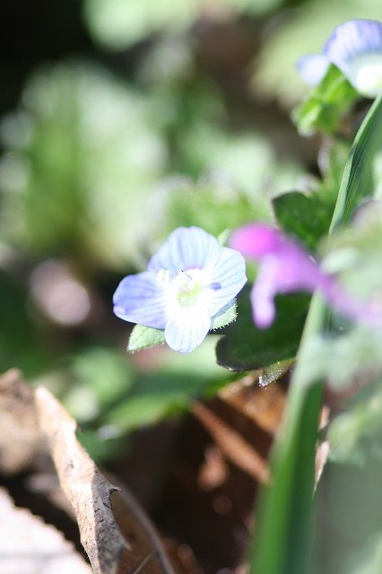 市ノ池公園の花たち　