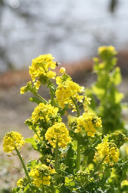 市ノ池公園の花たち　