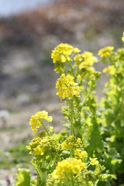市ノ池公園の花たち　