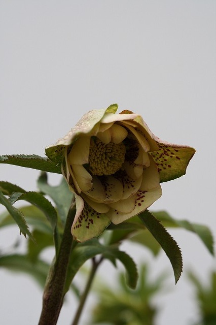兵庫県立フラワーセンターの花たち