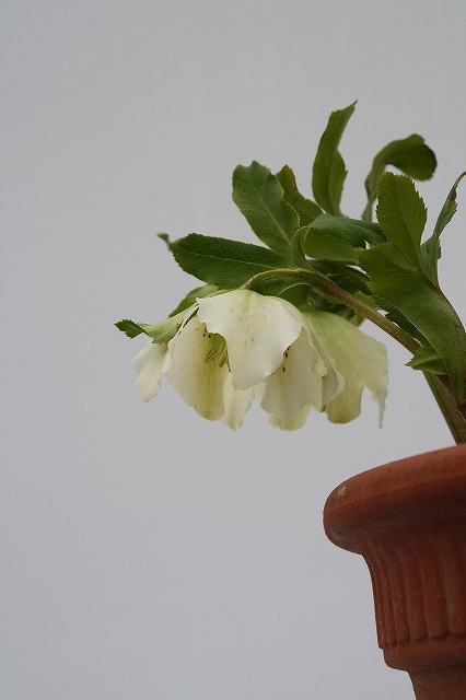 兵庫県立フラワーセンターの花たち