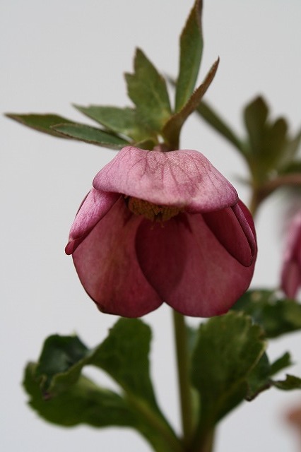 兵庫県立フラワーセンターの花たち