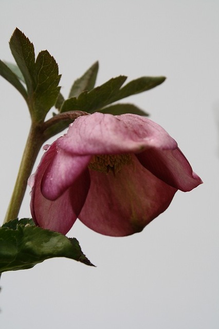 兵庫県立フラワーセンターの花たち