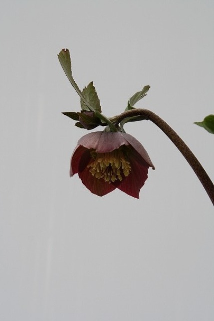 兵庫県立フラワーセンターの花たち