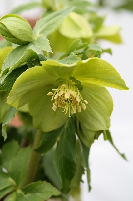 兵庫県立フラワーセンターの花たち