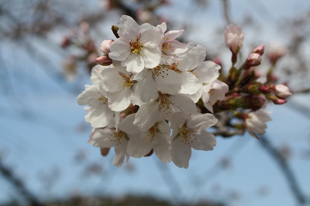 さくら　島　運動公園