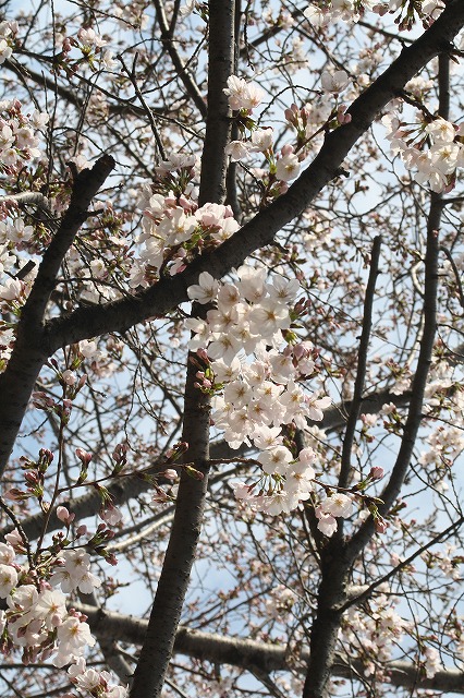 さくら　島　運動公園