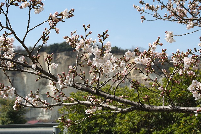 さくら　島　運動公園