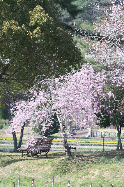 枝垂れざくら