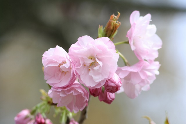 八重桜