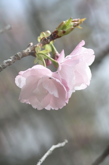 八重桜