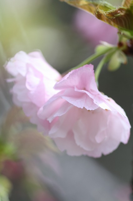 八重桜