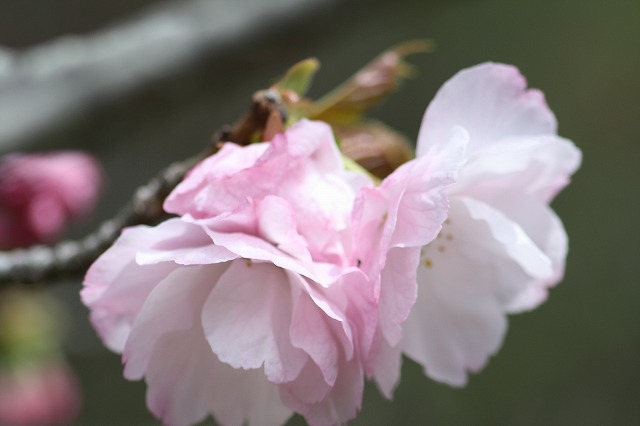 八重桜