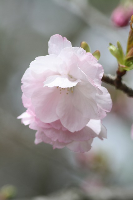 八重桜　その３