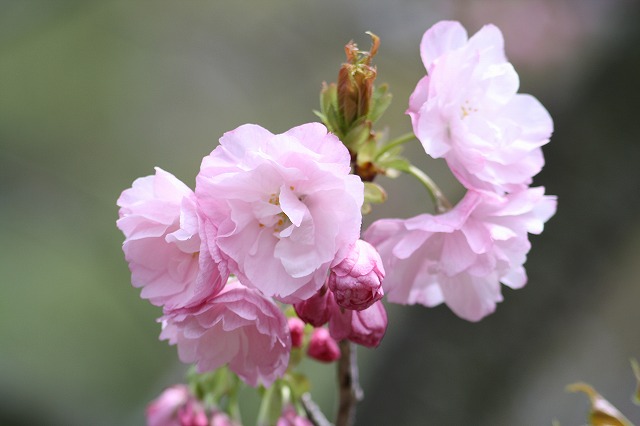 八重桜　その３
