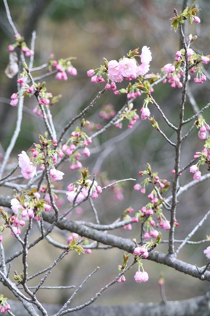 八重桜　その３