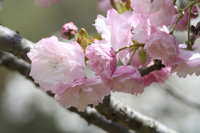 八重桜　その５