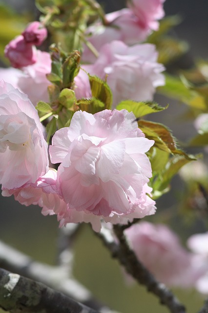 八重桜　その５