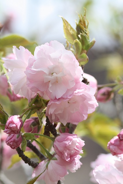 八重桜　その５