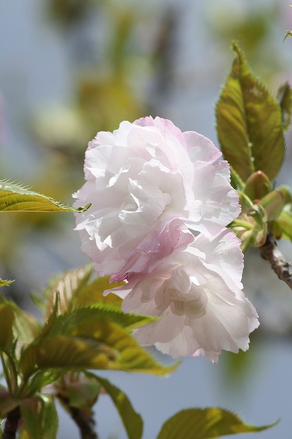 八重桜　その５