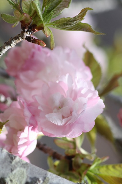 八重桜　その５