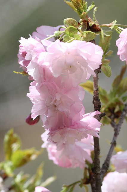 八重桜　その５