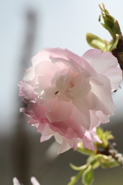 八重桜　その５