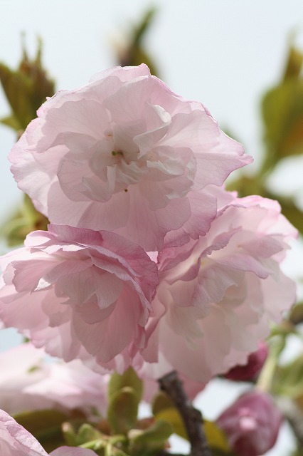 八重桜　その５