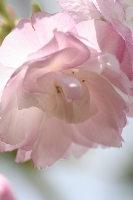 八重桜　その５