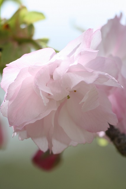 八重桜　その５