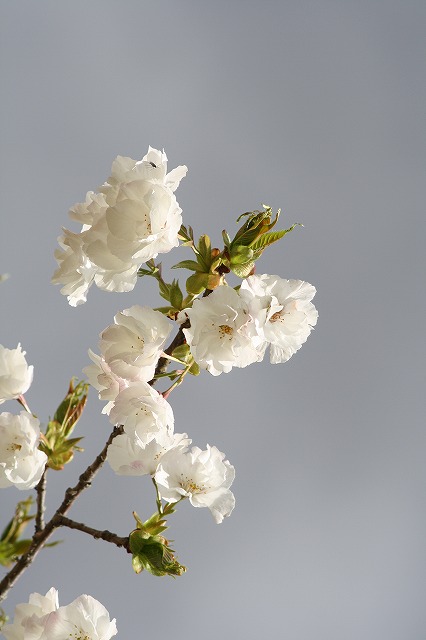 八重桜　その５