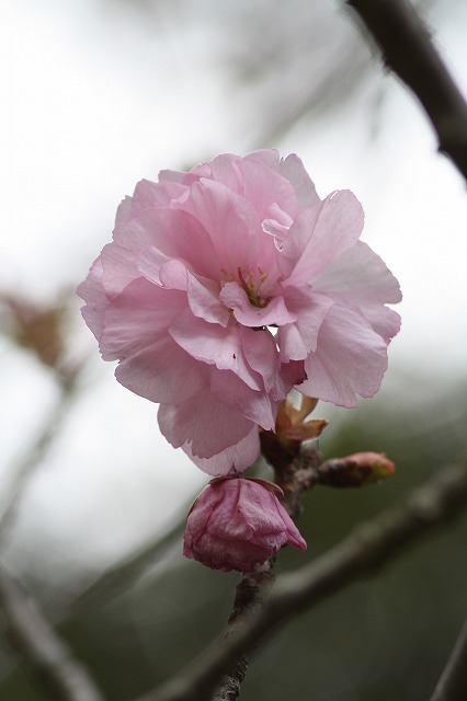 八重桜　その７